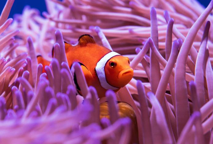Bright goldfish swimming in pink coral reef.
